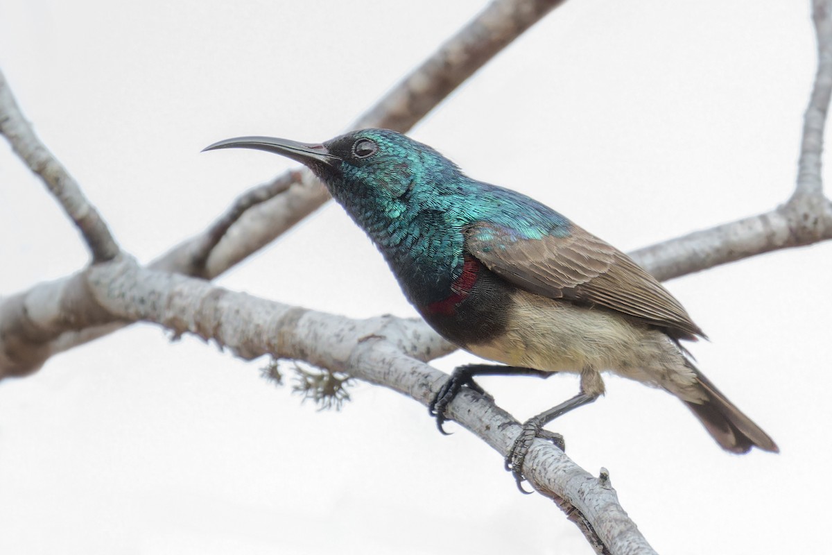 Souimanga Sunbird - ML612919468