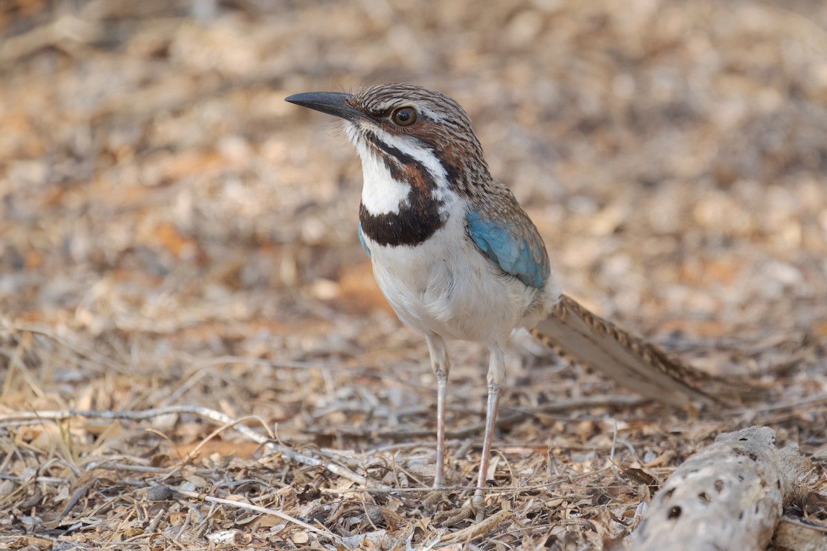Long-tailed Ground-Roller - ML612919494
