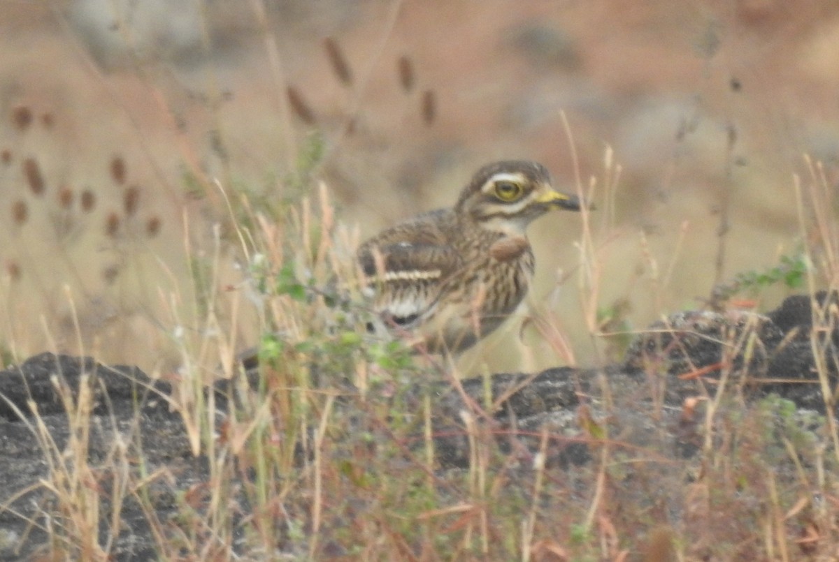 Indian Thick-knee - ML612919505