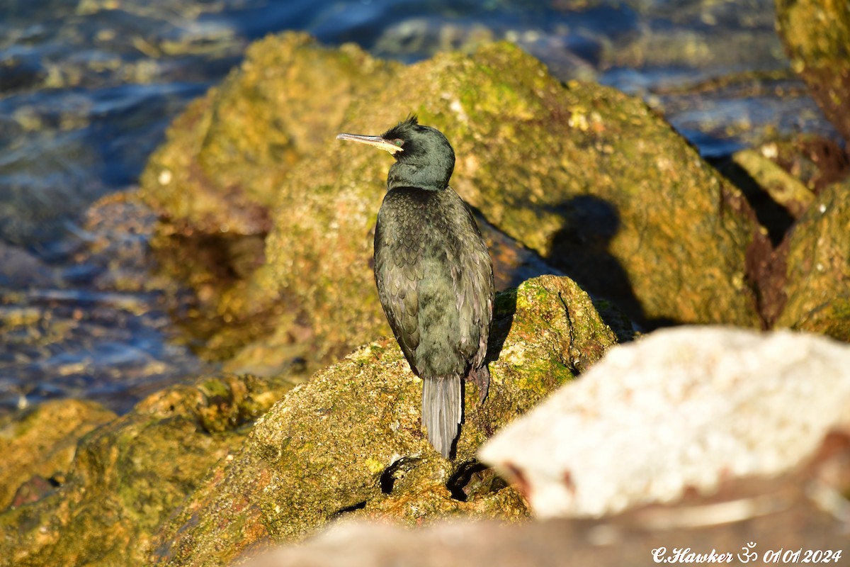 European Shag - ML612919538