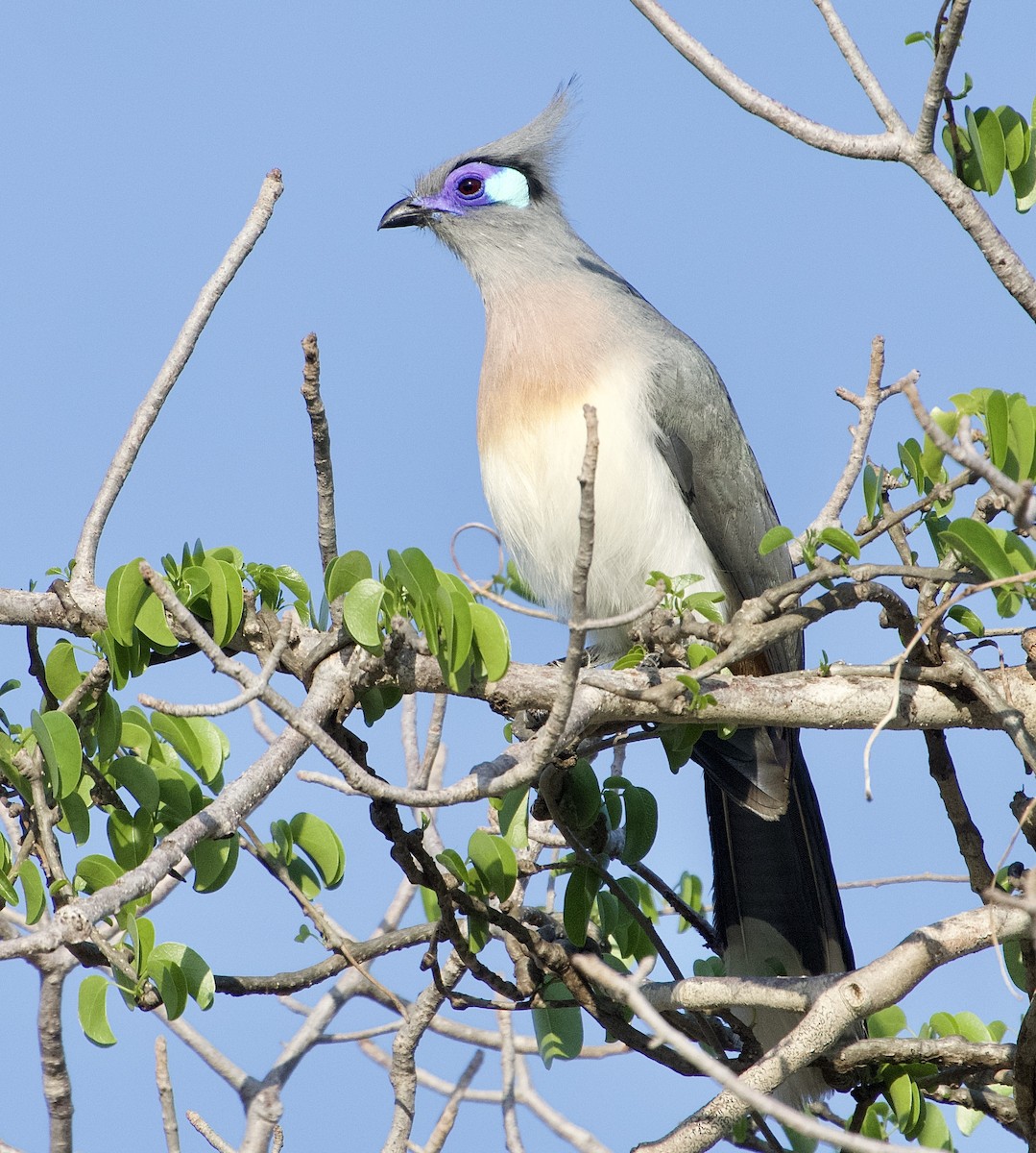 Crested Coua - ML612919543