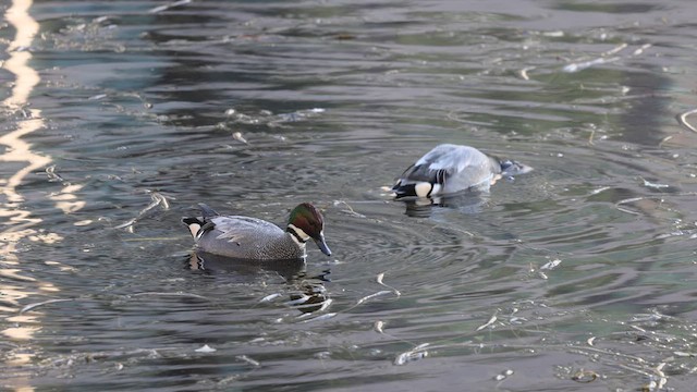 Falcated Duck - ML612919595