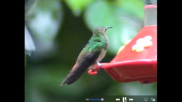 ub. kolibri (Trochilidae sp.) - ML612919622