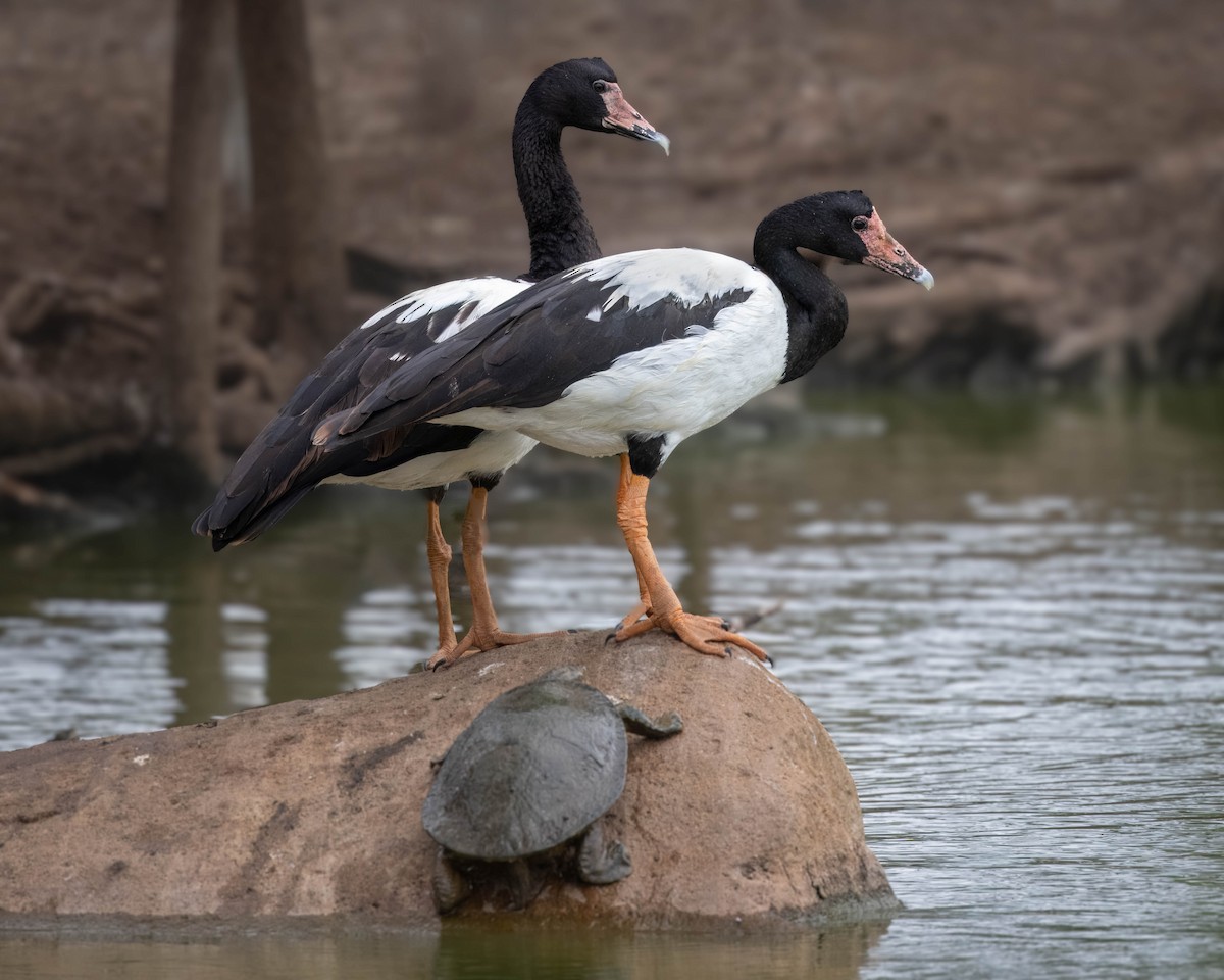 Magpie Goose - ML612919678