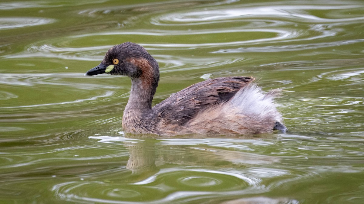 Australasian Grebe - ML612919709