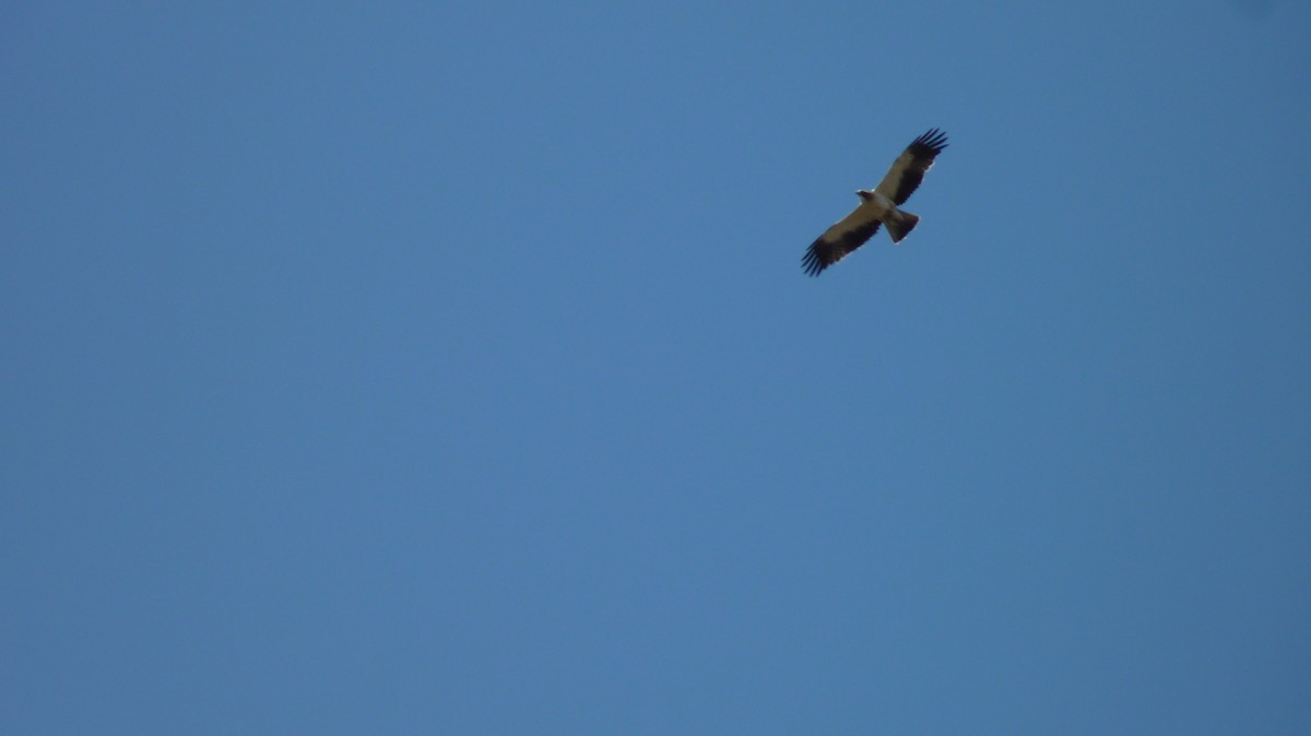 Booted Eagle - ML612919745