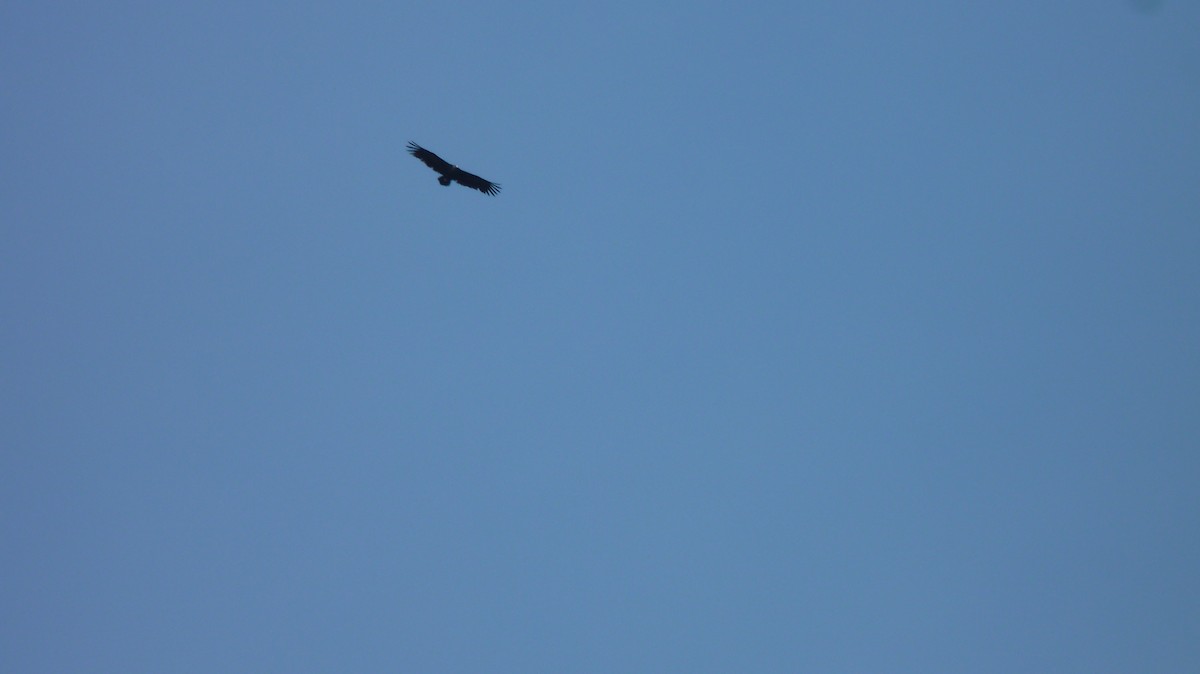 Cinereous Vulture - ML612919753