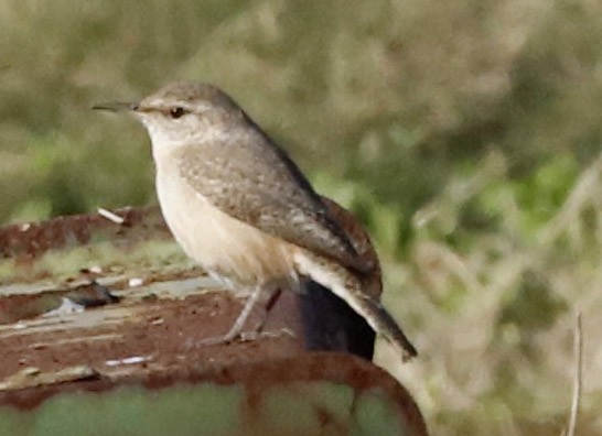 Rock Wren - ML612919763