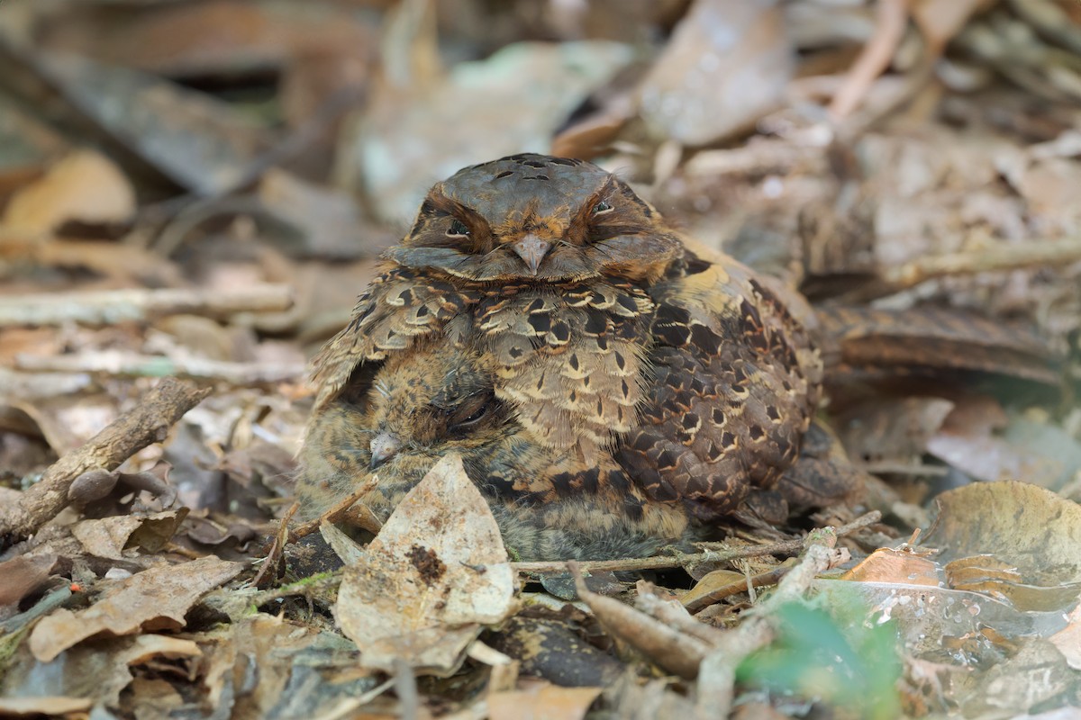 Collared Nightjar - Mario Vigo