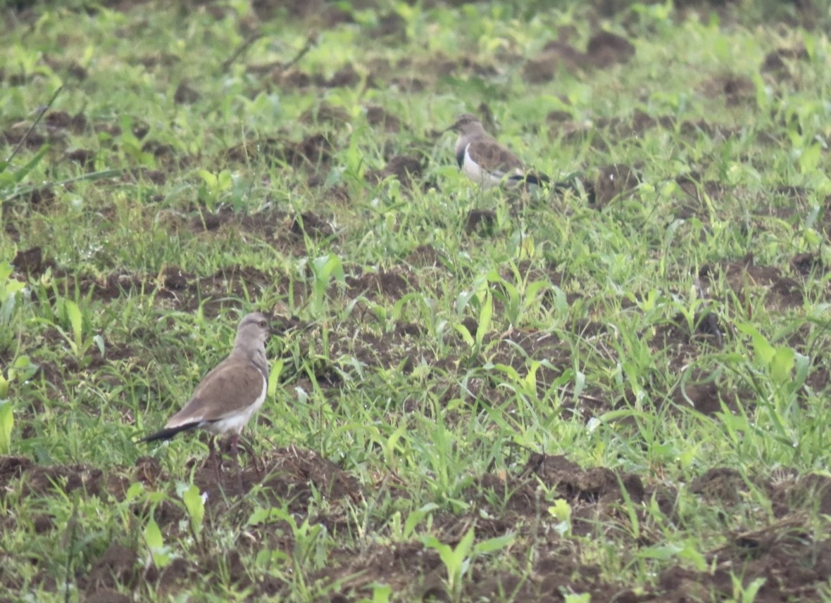 Black-winged Lapwing - Enrico Leonardi