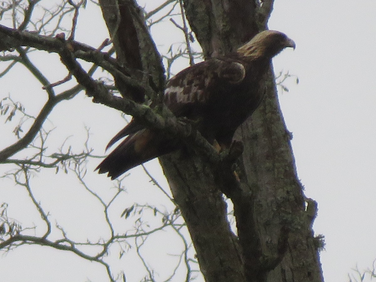 Golden Eagle - ML612919913