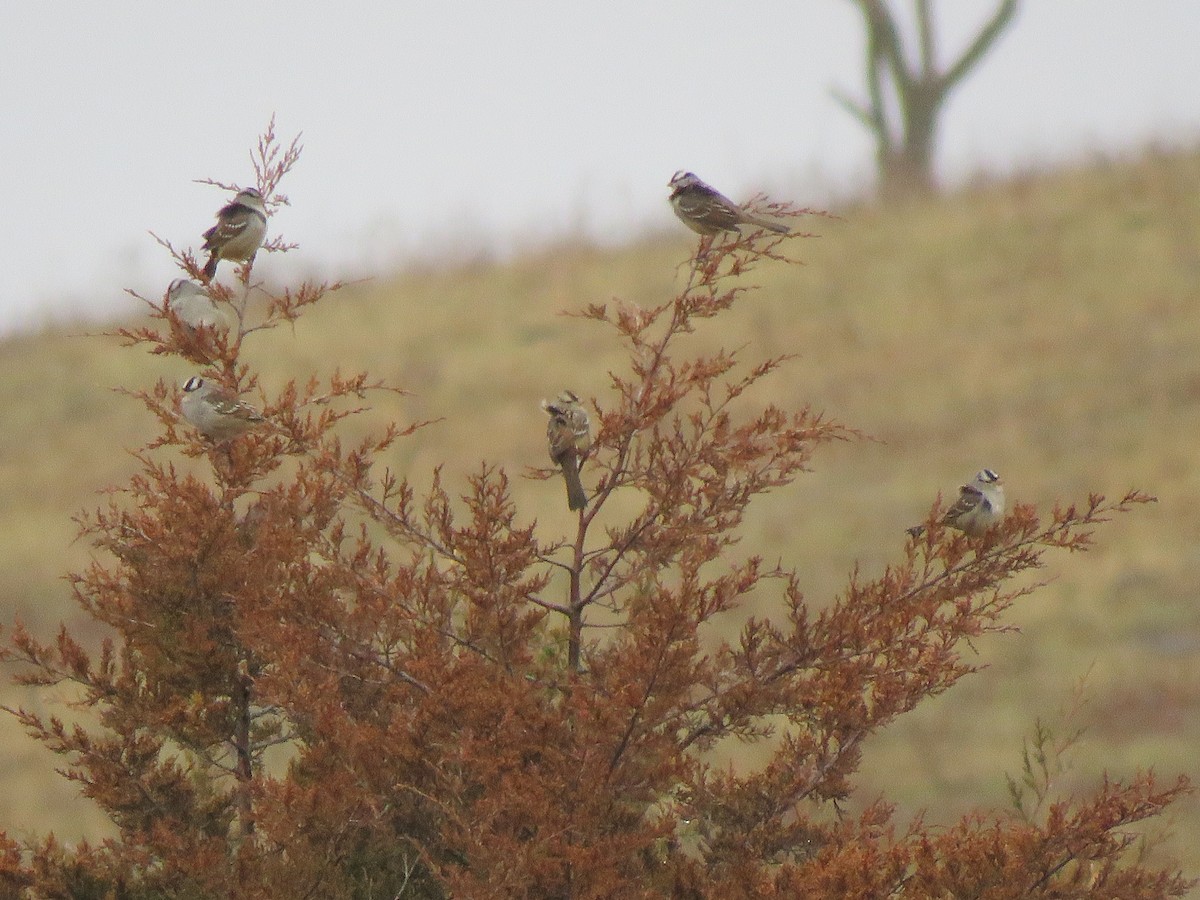 White-crowned Sparrow - ML612919932