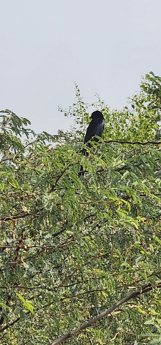 Drongo Real - ML612920007