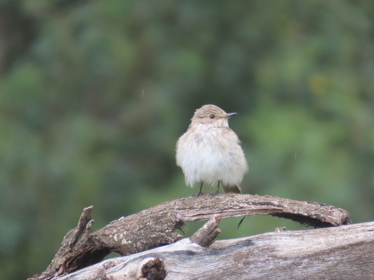 Spotted Flycatcher - Enrico Leonardi