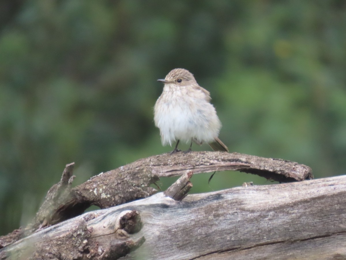 Spotted Flycatcher - ML612920019