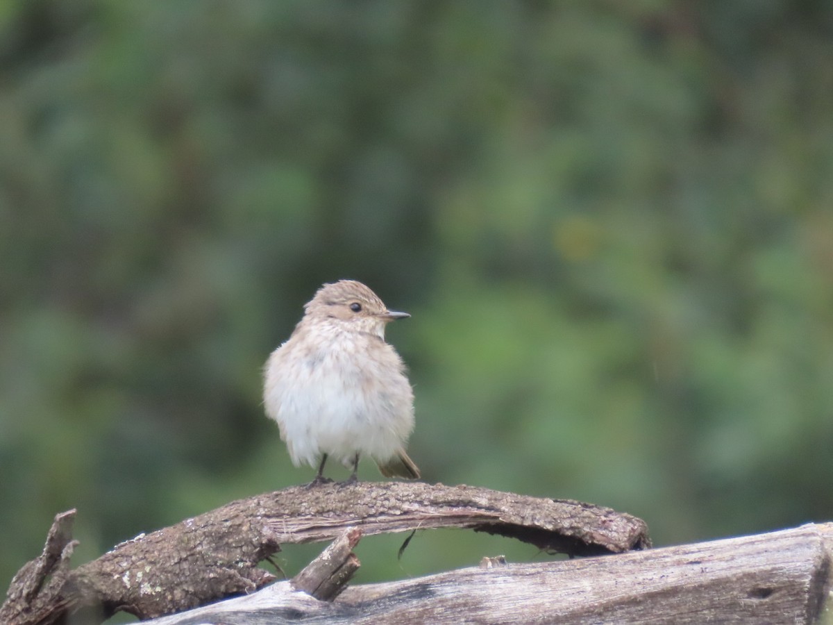 Spotted Flycatcher - ML612920020