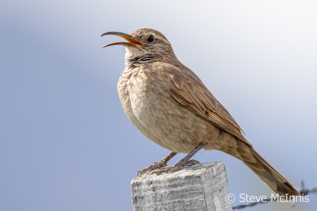 Scale-throated Earthcreeper - Steve McInnis