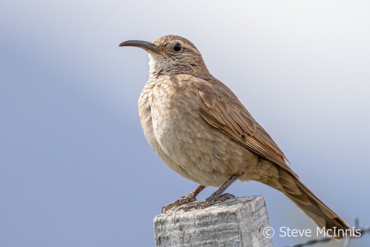 Scale-throated Earthcreeper - Steve McInnis