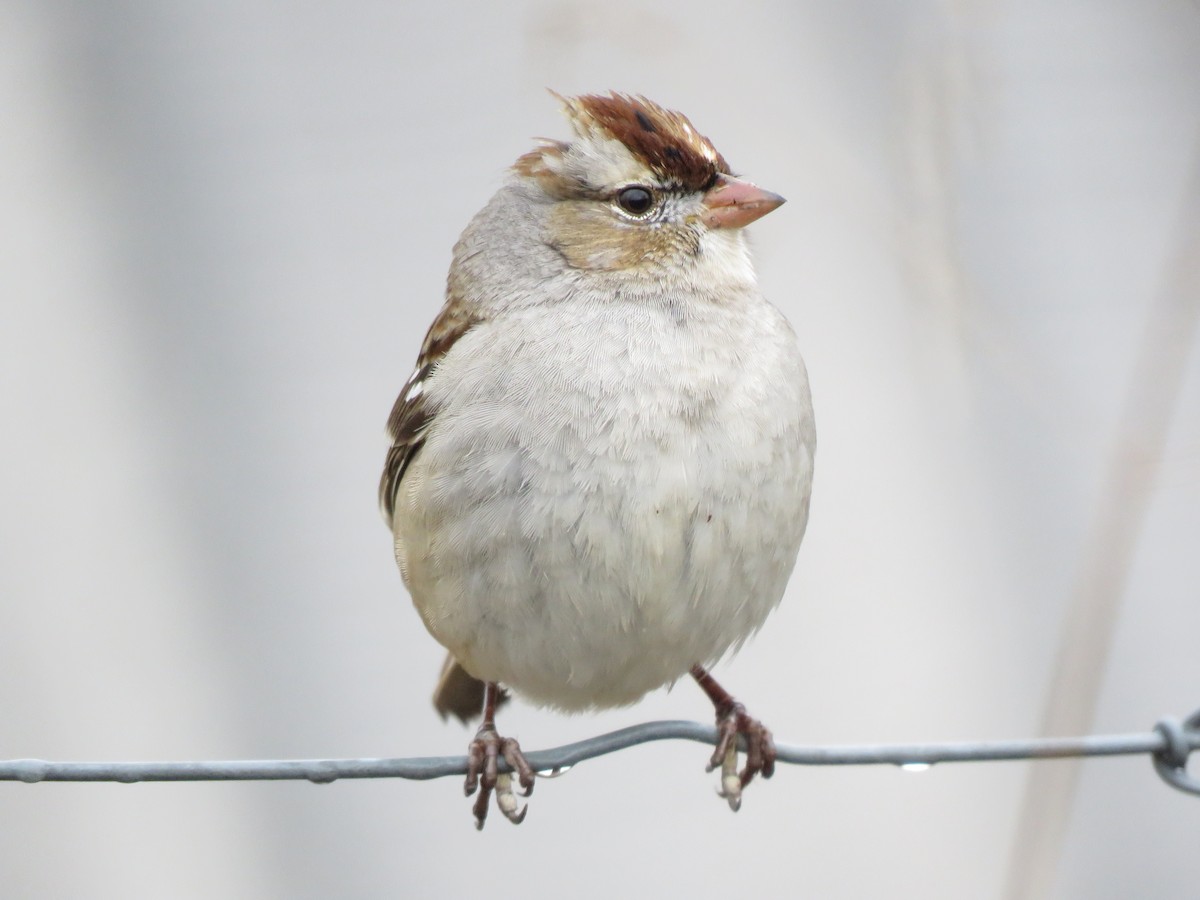 White-crowned Sparrow - ML612920079
