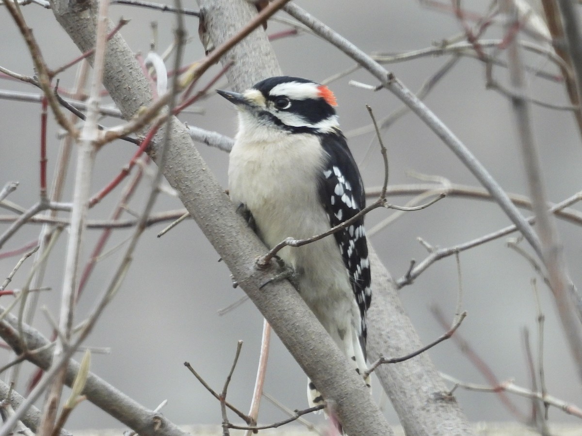 Downy Woodpecker - ML612920154