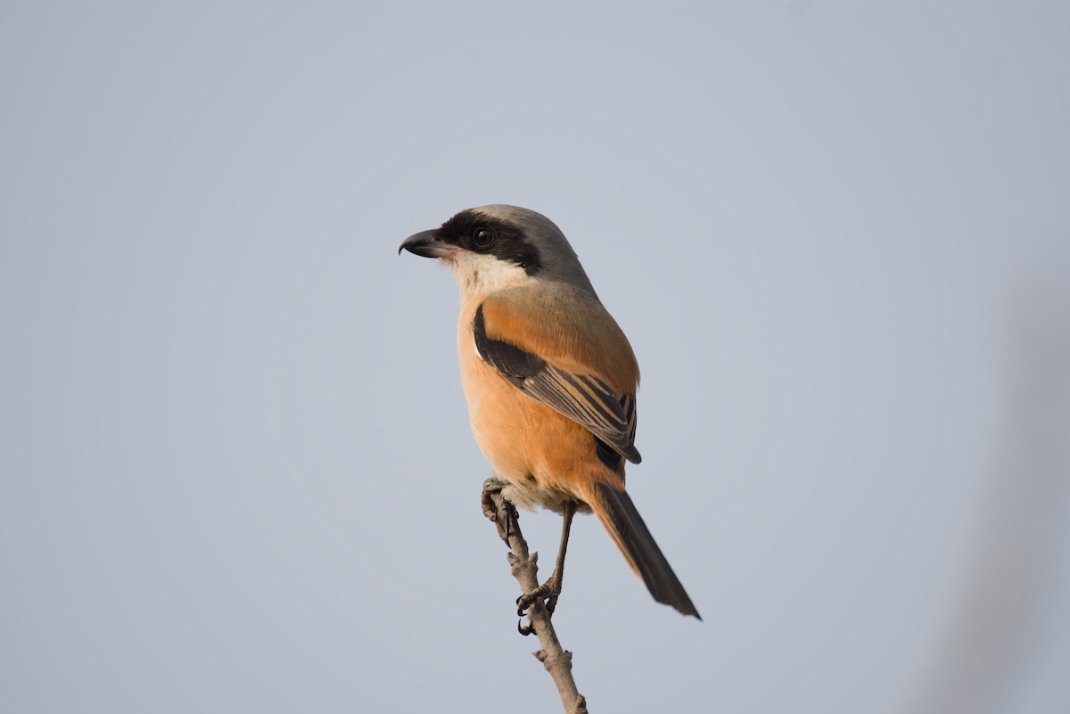 Long-tailed Shrike - ML612920269