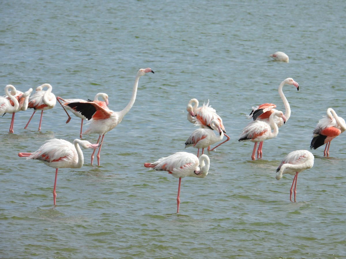 Greater Flamingo - ML612920296