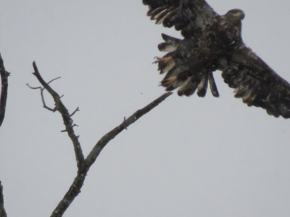 Bald Eagle - ML612920304