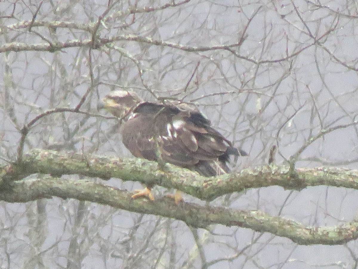 Bald Eagle - ML612920305