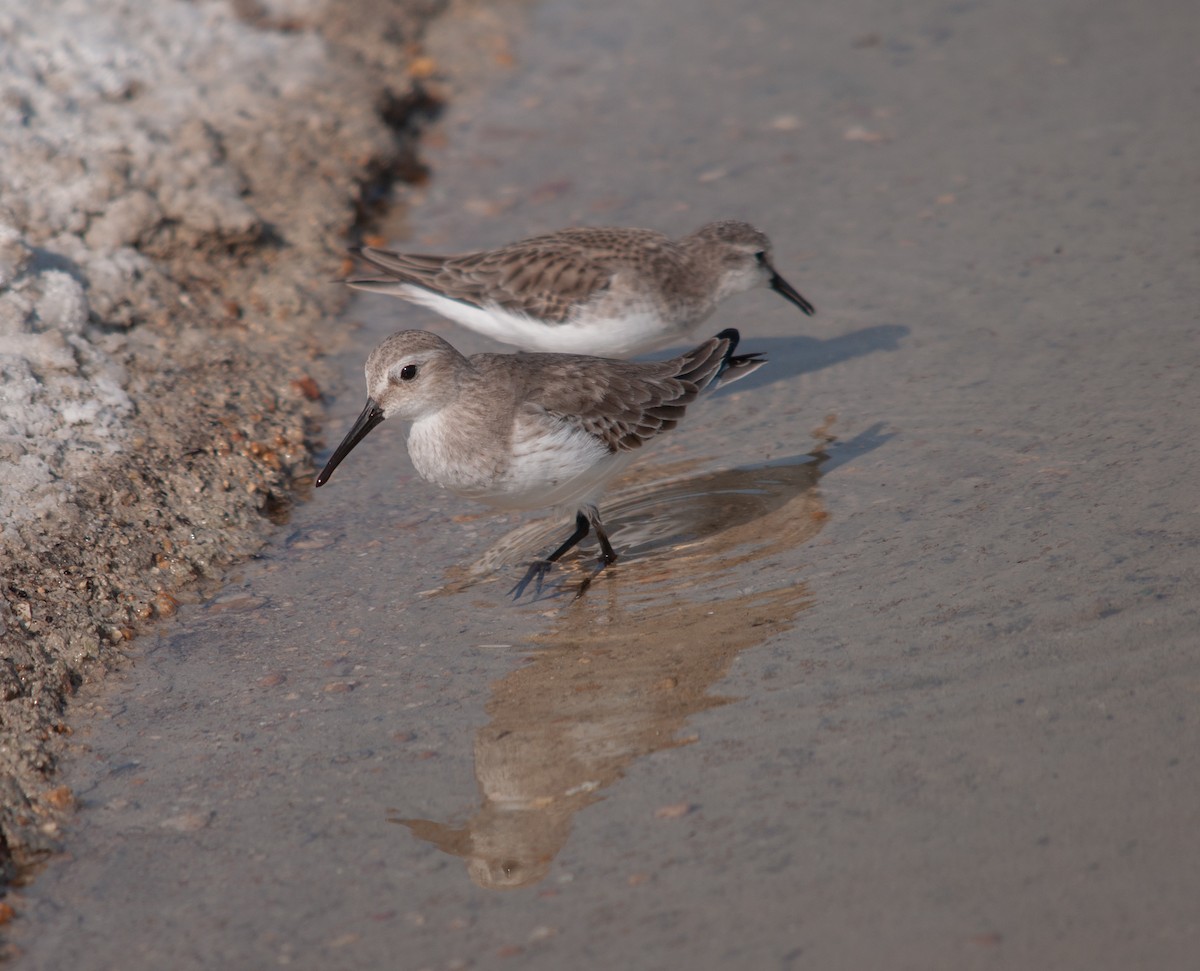 Dunlin - ML612920315