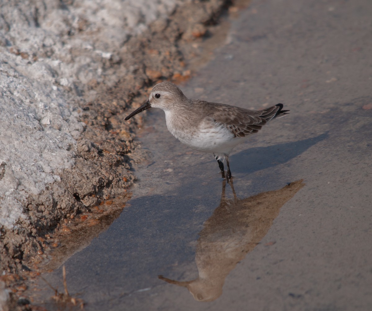 Bécasseau variable - ML612920316