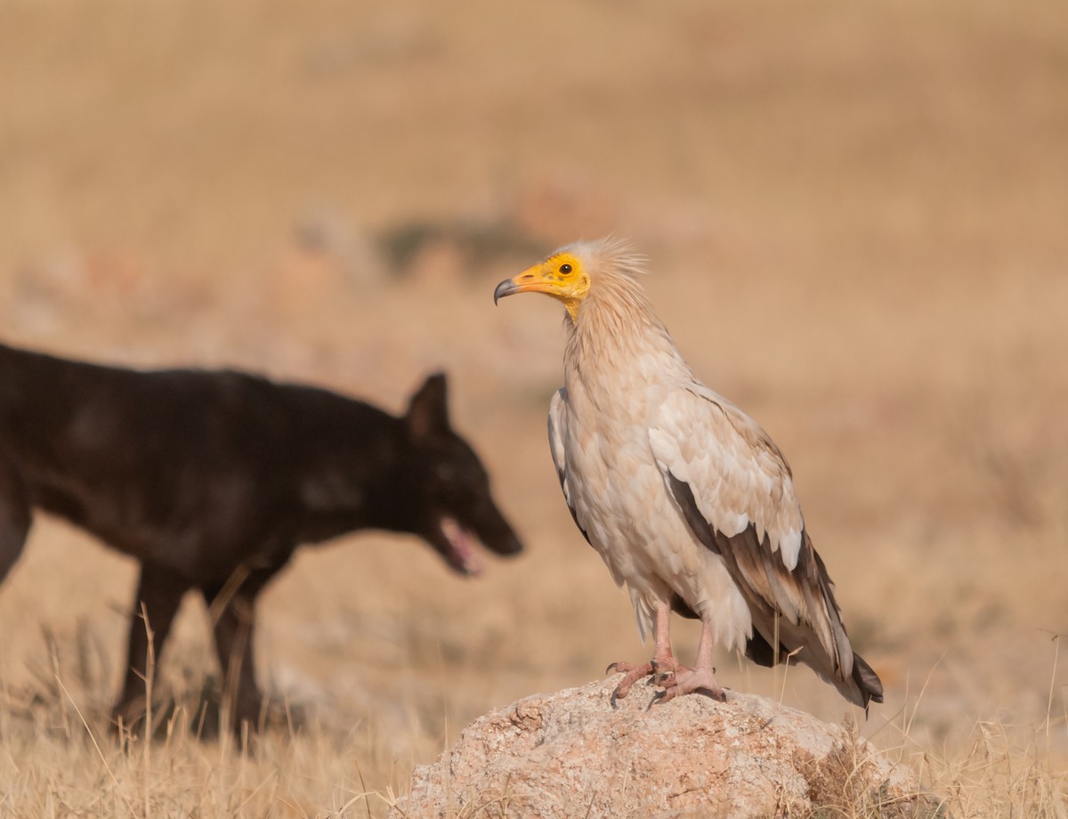 Egyptian Vulture - ML612920328