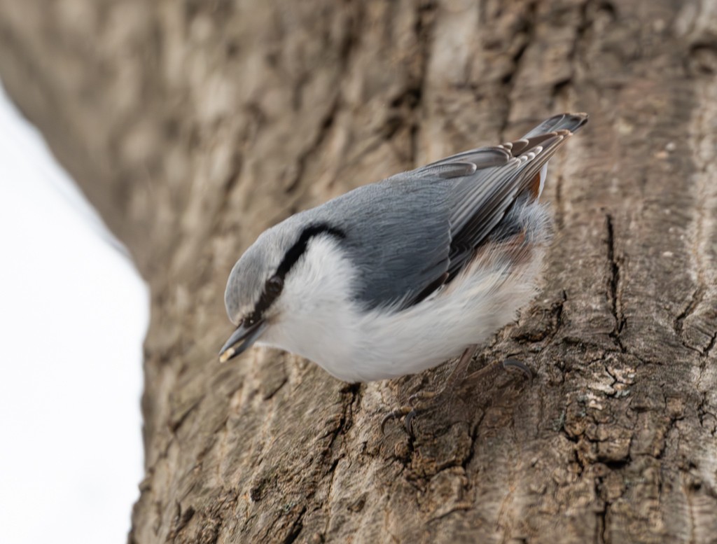 Eurasian Nuthatch - ML612920337