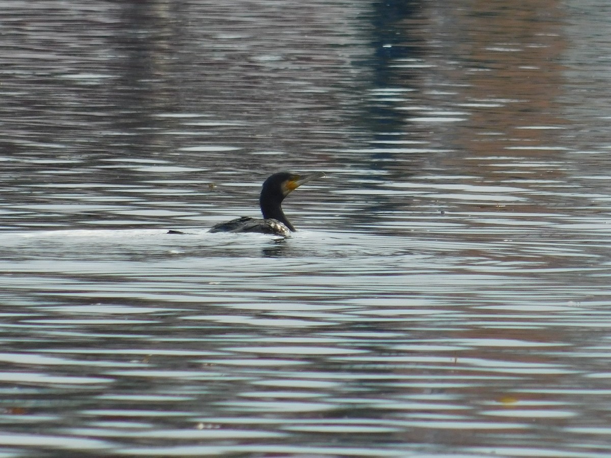 Great Cormorant - Beba Ugrenovic