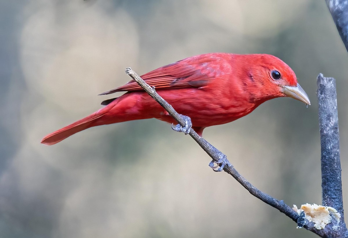 Summer Tanager - Patsy Russo