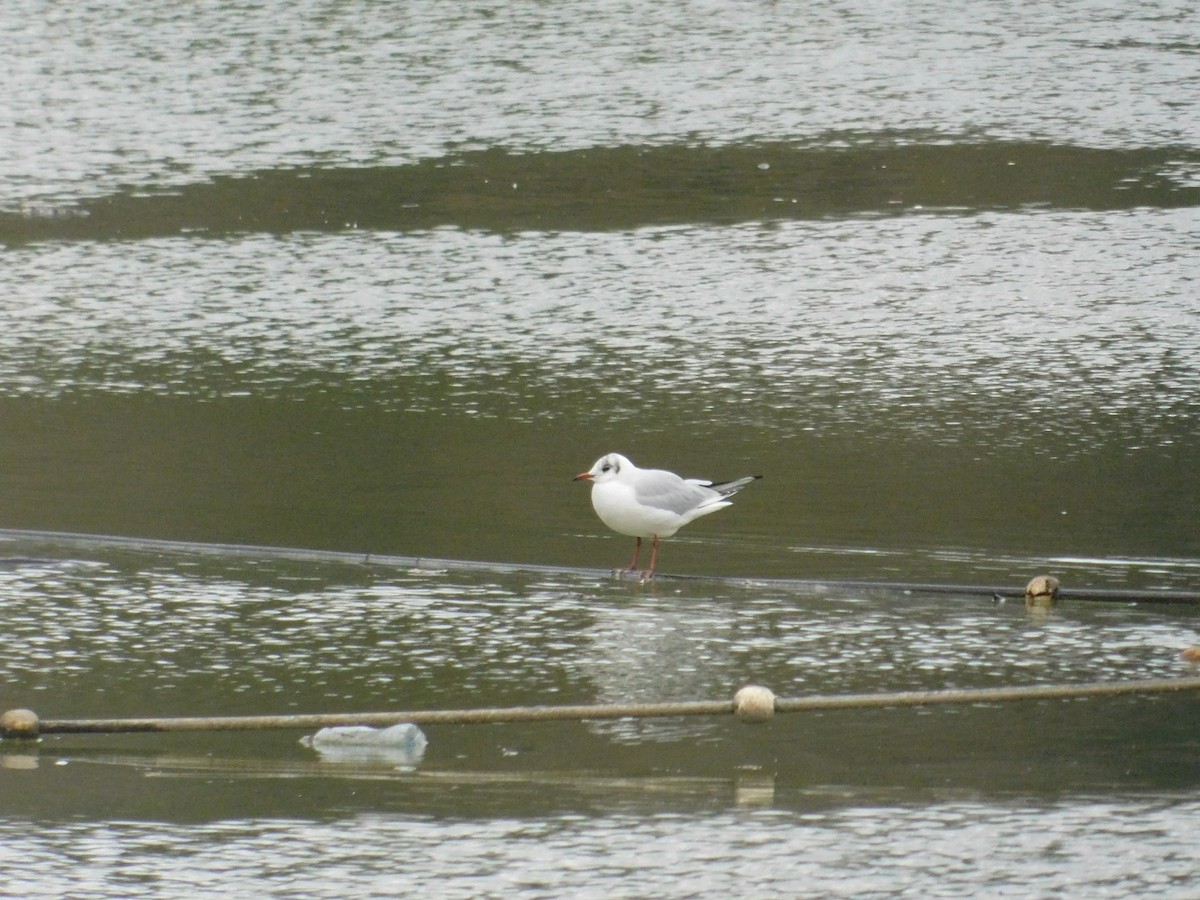 Black-headed Gull - ML612920562