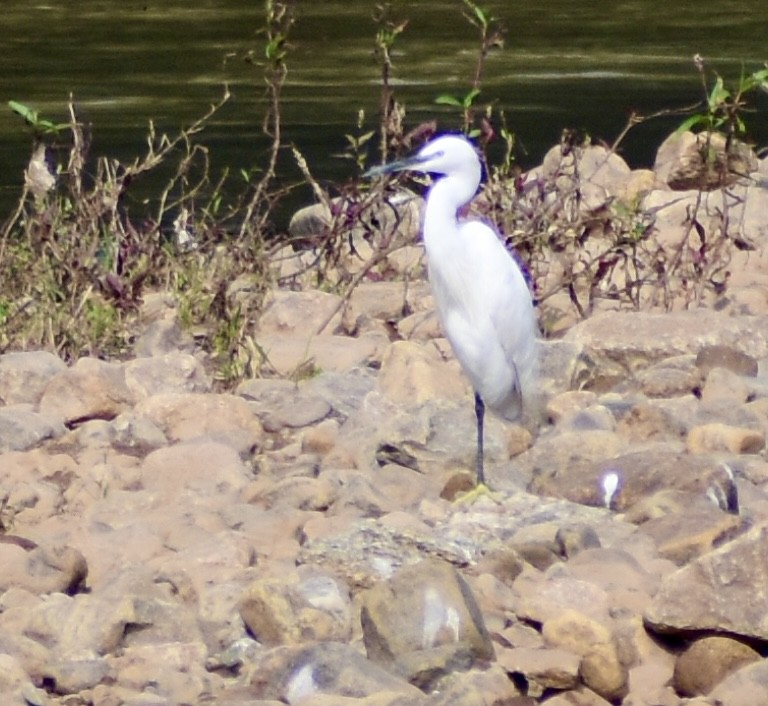 Little Egret - ML612920582