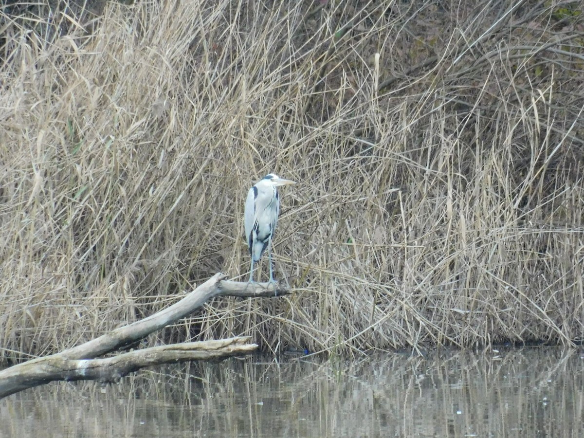 Gray Heron - ML612920590