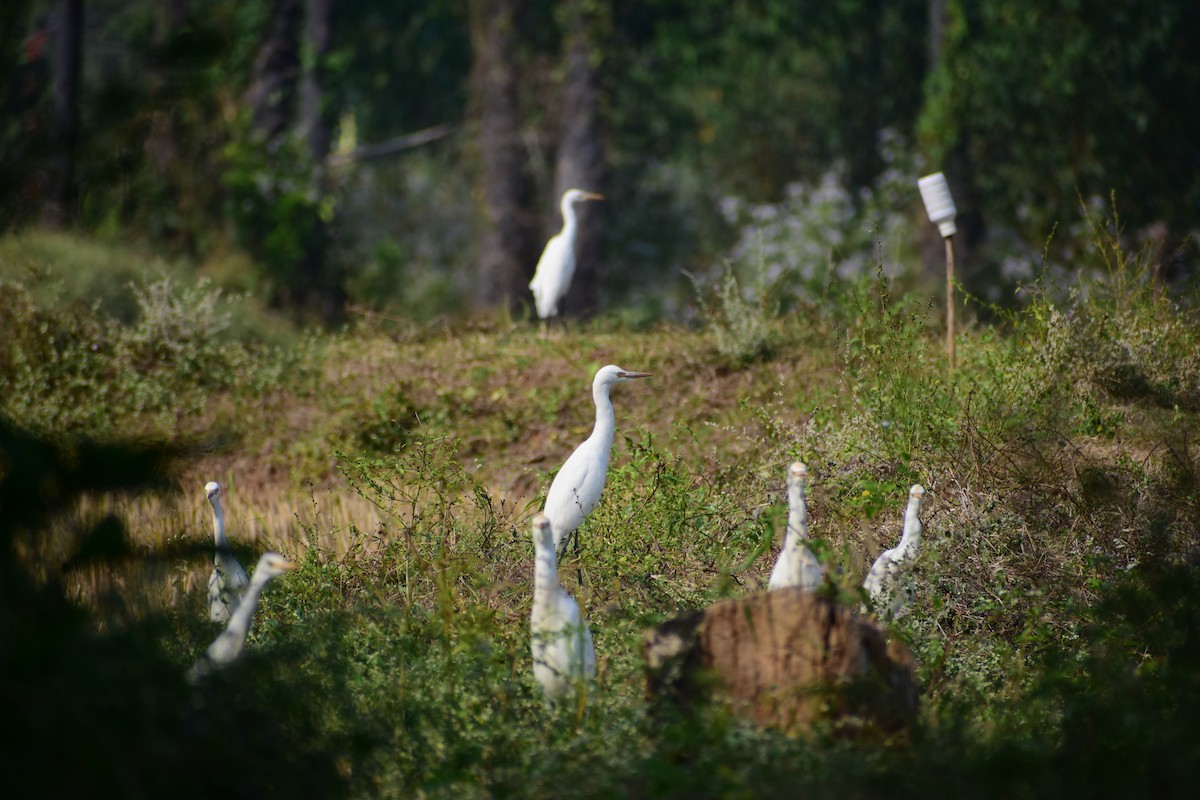 Eastern Cattle Egret - ML612920598