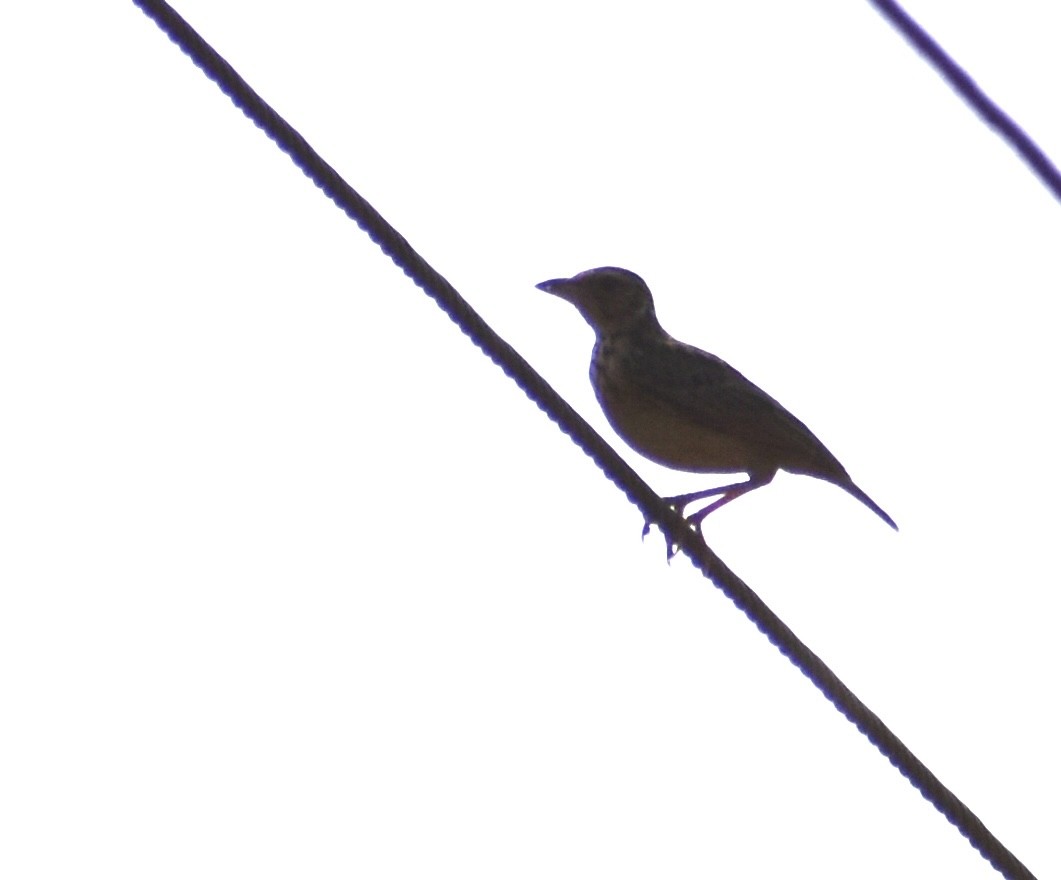 Jerdon's Bushlark - Janardhan Uppada