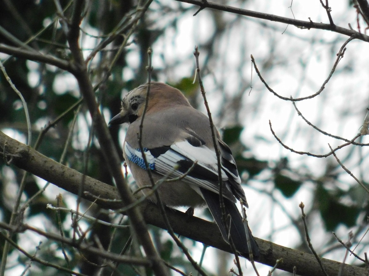 Eurasian Jay - ML612920615