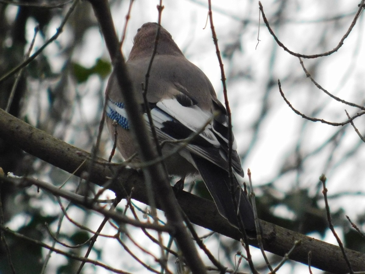 Eurasian Jay - ML612920617