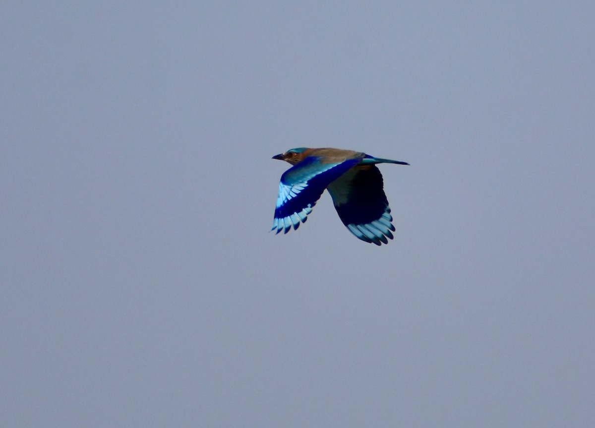 Indian Roller - ML612920632