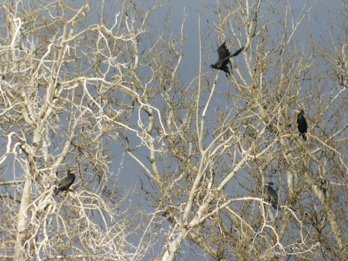 Great Cormorant - ML612920644