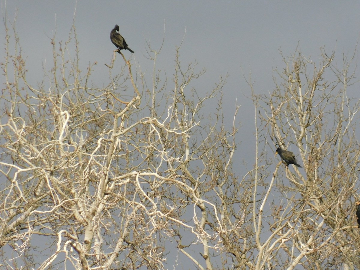 Great Cormorant - ML612920645