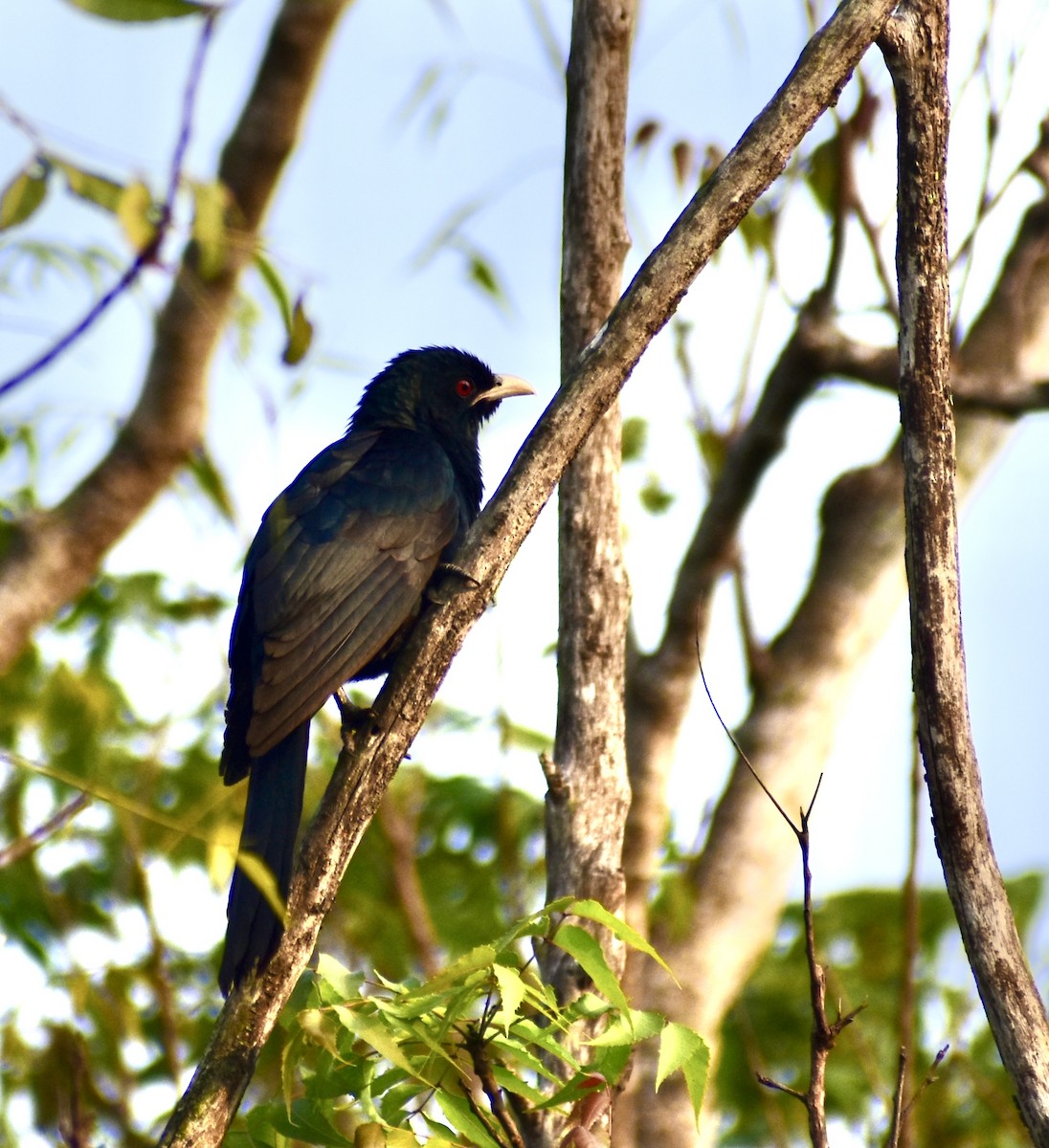 Asian Koel - ML612920680