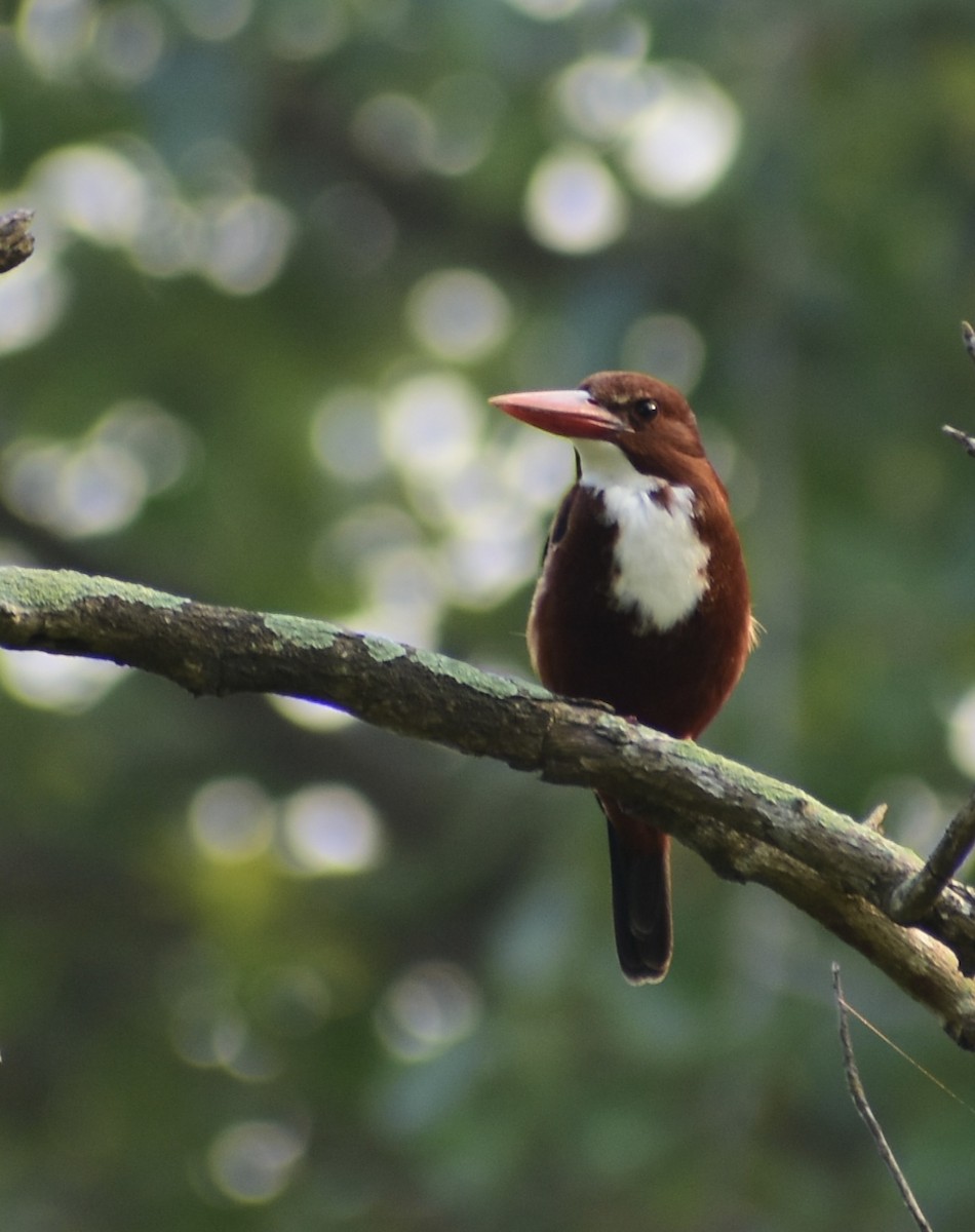 White-throated Kingfisher - Janardhan Uppada