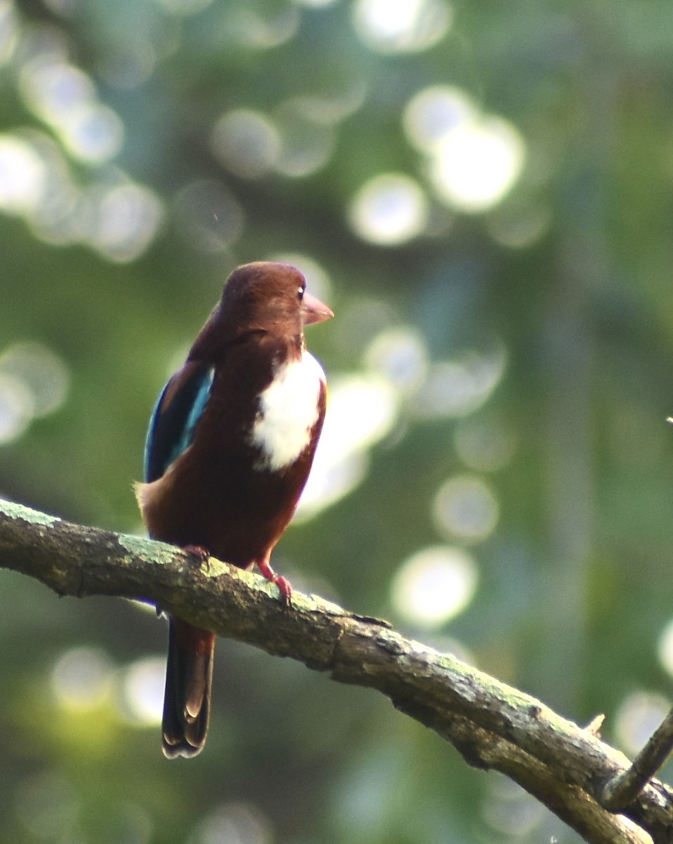 White-throated Kingfisher - ML612920699