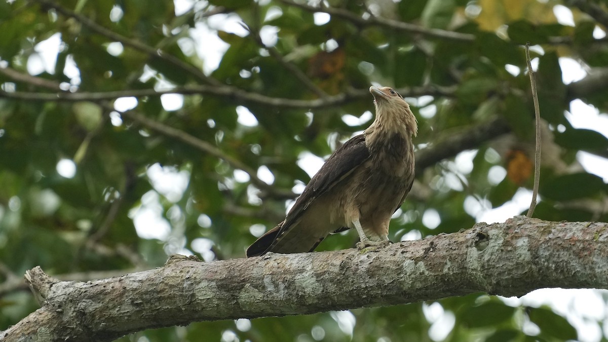 Yellow-headed Caracara - ML612920718