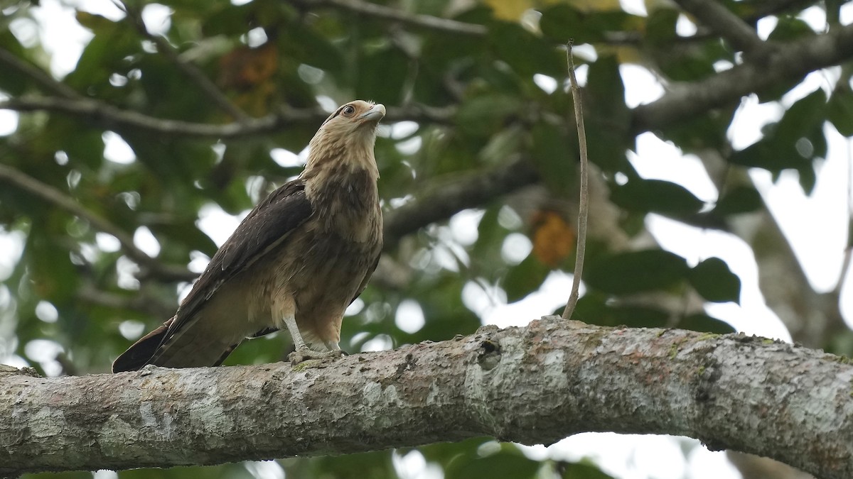 Yellow-headed Caracara - ML612920720