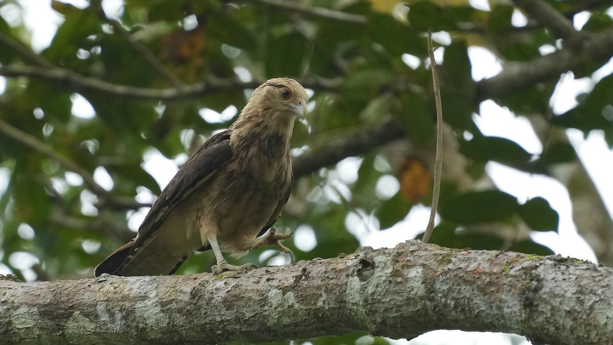 Yellow-headed Caracara - ML612920723